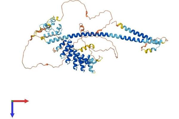 ANKS3 Protein (AA 1-656) (His tag)