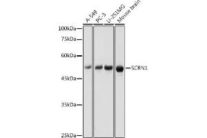 Western blot analysis of extracts of various cell lines, using SCRN1 antibody (ABIN7270175) at 1:1000 dilution. (Secernin 1 Antikörper)
