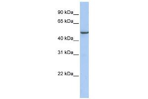 WB Suggested Anti-TMEM184A Antibody Titration: 0. (TMEM184A Antikörper  (C-Term))