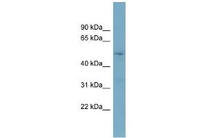 WB Suggested Anti-TOM1L2 Antibody Titration: 0. (TOM1L2 Antikörper  (Middle Region))