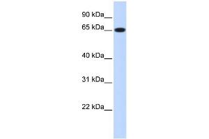 WB Suggested Anti-RPN1 Antibody Titration:  0.