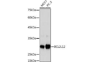 Western blot analysis of extracts of various cell lines, using BCL2L12 Rabbit mAb (ABIN7265864) at 1:1000 dilution. (BCL2L12 Antikörper)