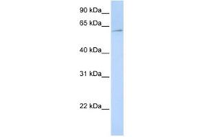 EIF3EIP antibody used at 1 ug/ml to detect target protein. (EIF3L Antikörper  (N-Term))