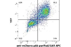 Flow cytometry surface staining pattern of HEK293T/17 cells co-transfected with mCherry/GPI and YFP/GPI constructs stained using anti-mCherry Purified rabbit polyclonal antibody (concentration in sample 2 μg/mL, GAR APC). (mCherry Antikörper)