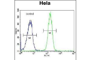 Flow cytometric analysis of Hela cells (right histogram) compared to a negative control cell (left histogram). (GALNT5 Antikörper  (N-Term))