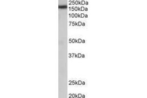 Image no. 1 for anti-Zinc Finger, CCHC Domain Containing 11 (ZCCHC11) (AA 830-844) antibody (ABIN1105101) (ZCCHC11 Antikörper  (AA 830-844))