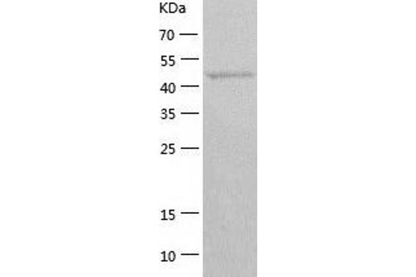 ATG4C Protein (AA 1-458) (His tag)