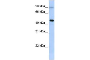 WB Suggested Anti-EPX Antibody Titration:  0. (EPX Antikörper  (Middle Region))