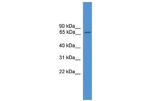 WB Suggested Anti-Atf6 Antibody Titration:  0. (ATF6 Antikörper  (C-Term))
