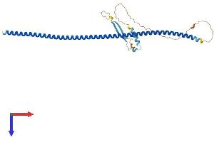 AlphaFold protein structure predicition of Human Recombinant KRT222 Protein, UniprotID Q8N1A0