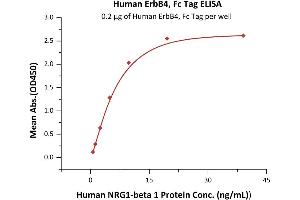 Immobilized Human ErbB4, Fc Tag (ABIN2181047,ABIN2181046) at 2 μg/mL (100 μL/well) can bind Human N 1 Protein with a linear range of 0. (ERBB4 Protein (AA 26-651) (Fc Tag))