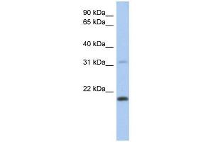 Western Blotting (WB) image for anti-C-Type Lectin-Like 1 (CLECL1) (Middle Region) antibody (ABIN630902)