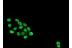 Anti-HES1 mouse monoclonal antibody (ABIN2455394) immunofluorescent staining of COS7 cells transiently transfected by pCMV6-ENTRY HES1 (RC211709).