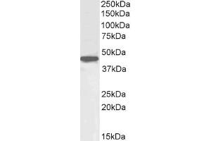 ABIN571163 (1µg/ml) staining of HepG2 cell lysate (35µg protein in RIPA buffer). (OCT4 Antikörper  (Internal Region))