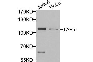 Western blot analysis of extracts of Jurkat and HeLa placenta cells, using TAF5 antibody. (TAF5 Antikörper)