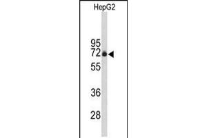 Western blot analysis of FBXO3 Antibody in HepG2 cell line lysates (35ug/lane) (F-Box Protein 3 Antikörper  (C-Term))