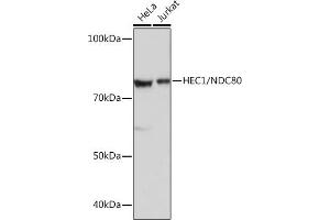 Western blot analysis of extracts of various cell lines, using HEC1/NDC80 Rabbit mAb (ABIN7268835) at 1:1000 dilution.