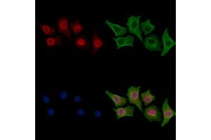 ABIN6258121 and ABIN6275068 staining HepG2 cells by IF/ICC. (POLD3 Antikörper  (C-Term))