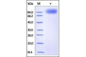 SDS-PAGE (SDS) image for Neurotrophic Tyrosine Kinase, Receptor, Type 2 (NTRK2) (AA 32-430) protein (Fc Tag) (ABIN2181553)