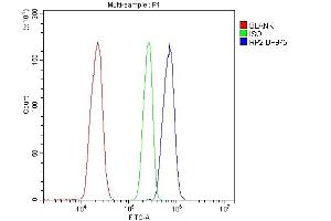 Flow Cytometry analysis of THP-1 cells using anti-RP2 antibody (ABIN6719513). (RP2 Antikörper  (AA 244-348))