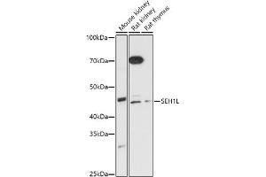Western blot analysis of extracts of various cell lines, using SEH1L antibody (ABIN7270189) at 1:1000 dilution.