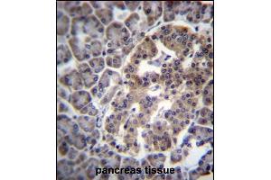 DNAJC14 Antibody (Center) (ABIN657070 and ABIN2846233) immunohistochemistry analysis in formalin fixed and paraffin embedded human pancreas tissue followed by peroxidase conjugation of the secondary antibody and DAB staining. (DNAJC14 Antikörper  (AA 184-213))