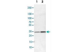Western Blot analysis of Lane 1: NIH-3T3 cell lysate (mouse embryonic fibroblast cells) and Lane 2: NBT-II cell lysate (Wistar rat bladder tumor cells) with MAPRE1 polyclonal antibody . (MAPRE1 Antikörper)