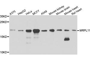 Western blot analysis of extracts of various cell lines, using MRPL11 antibody (ABIN1876210) at 1:1000 dilution.