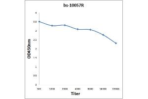 Antigen: 2 µg/100 µL  Primary: Antiserum, 1:500, 1:1000, 1:2000, 1:4000, 1:8000, 1:16000, 1:32000;  Secondary: HRP conjugated Rabbit Anti-Goat IgG at 1: 5000;  TMB staining Read the data in Microplate Reader by 450nm. (Capsid Protein (AA 133-233) Antikörper)