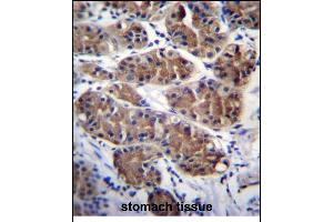 PCDHGC5 Antibody (Center) (ABIN656266 and ABIN2845579) immunohistochemistry analysis in formalin fixed and paraffin embedded human stomach tissue followed by peroxidase conjugation of the secondary antibody and DAB staining. (PCDHGC5 Antikörper  (AA 499-526))