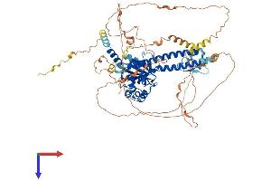 BAP1 Protein (AA 1-728) (His tag)
