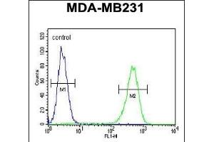 ACR Antibody (C-term) (ABIN654069 and ABIN2843966) flow cytometric analysis of MDA-M cells (right histogr) compared to a negative control cell (left histogr). (AMACR Antikörper  (C-Term))