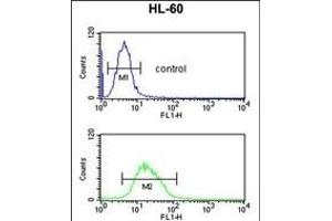 RNH2C Antibody (Center) (ABIN653251 and ABIN2842775) flow cytometric analysis of HL-60 cells (bottom histogram) compared to a negative control cell (top histogram). (RNASEH2C Antikörper  (AA 80-108))
