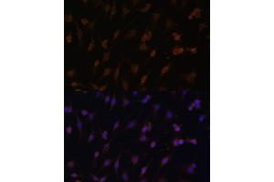 Immunofluorescence (IF) image for anti-P450 (Cytochrome) Oxidoreductase (POR) (AA 1-250) antibody (ABIN6145969)