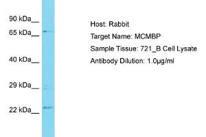 Host: Rabbit Target Name: MCMBP Sample Type: 721_B Whole Cell lysates Antibody Dilution: 1. (MCMBP Antikörper  (N-Term))