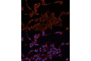 Immunofluorescence (IF) image for anti-DnaJ (Hsp40) Homolog, Subfamily A, Member 1 (DNAJA1) (AA 178-397) antibody (ABIN6139693)