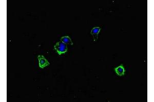 Immunofluorescent analysis of HepG2 cells using ABIN7150168 at dilution of 1:100 and Alexa Fluor 488-congugated AffiniPure Goat Anti-Rabbit IgG(H+L) (ERCC1 Antikörper  (AA 1-323))