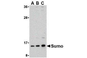Western Blotting (WB) image for anti-Small Ubiquitin Related Modifier Protein 1 (SUMO1) (N-Term) antibody (ABIN2476632) (SUMO1 Antikörper  (N-Term))