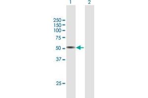 Western Blot analysis of TPH1 expression in transfected 293T cell line by TPH1 MaxPab polyclonal antibody. (Tryptophan Hydroxylase 1 Antikörper  (AA 1-444))