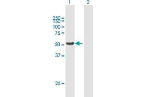 Western Blot analysis of PPAT expression in transfected 293T cell line by PPAT MaxPab polyclonal antibody.