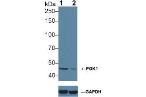 Western blot analysis of (1) Wild-type HeLa cell lysate, and (2) PGK1 knockout HeLa cell lysate, using Rabbit Anti-Human PGK1 Antibody (1 µg/ml) and HRP-conjugated Goat Anti-Mouse antibody (abx400001, 0. (PGK1 Antikörper  (AA 2-417))