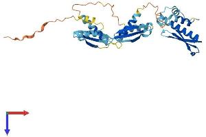 PRKRA Protein (AA 1-313) (His tag)