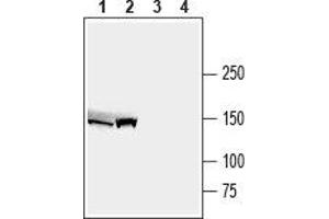 Western blot analysis of mouse liver lysate (lanes 1 and 3) and rat liver membranes (lanes 2 and 4): - 1,2. (ABCB4 Antikörper  (3rd Intracellular Loop))