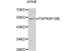 Western blot analysis of extracts of Jurkat cells, using TNFRSF10B antibody (ABIN1875126) at 1:1000 dilution. (TNFRSF10B Antikörper)
