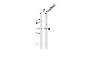All lanes : Anti-OR1J4 Antibody (C-term) at 1:1000 dilution Lane 1: HL-60 whole cell lysate Lane 2: MDA-MB-453 whole cell lysate Lysates/proteins at 20 μg per lane.