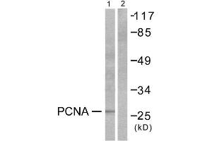 Western Blotting (WB) image for anti-Proliferating Cell Nuclear Antigen (PCNA) (Internal Region) antibody (ABIN1848734) (PCNA Antikörper  (Internal Region))