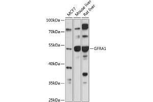 Western blot analysis of extracts of various cell lines, using GFR antibody (ABIN1679986, ABIN1679985, ABIN5664192 and ABIN6219934) at 1:1000 dilution. (GFRA1 Antikörper  (AA 25-280))
