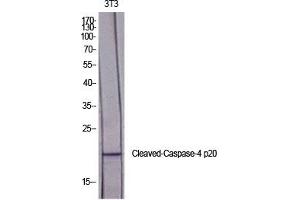 Western Blot analysis of various cells using Cleaved-Caspase-4 p20 (Q81) Polyclonal Antibody diluted at 1:2000. (Caspase 4 p20 (AA 40-120), (Cleaved-Gln81) Antikörper)