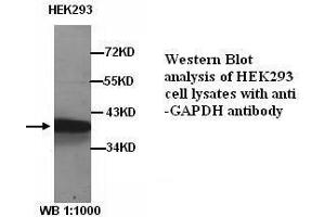 Image no. 1 for anti-Glyceraldehyde-3-Phosphate Dehydrogenase (GAPDH) antibody (ABIN790977) (GAPDH Antikörper)