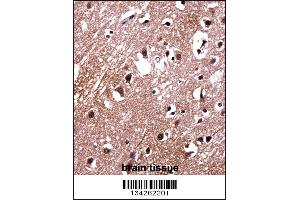 LDB2 Antibody immunohistochemistry analysis in formalin fixed and paraffin embedded human brain tissue followed by peroxidase conjugation of the secondary antibody and DAB staining.